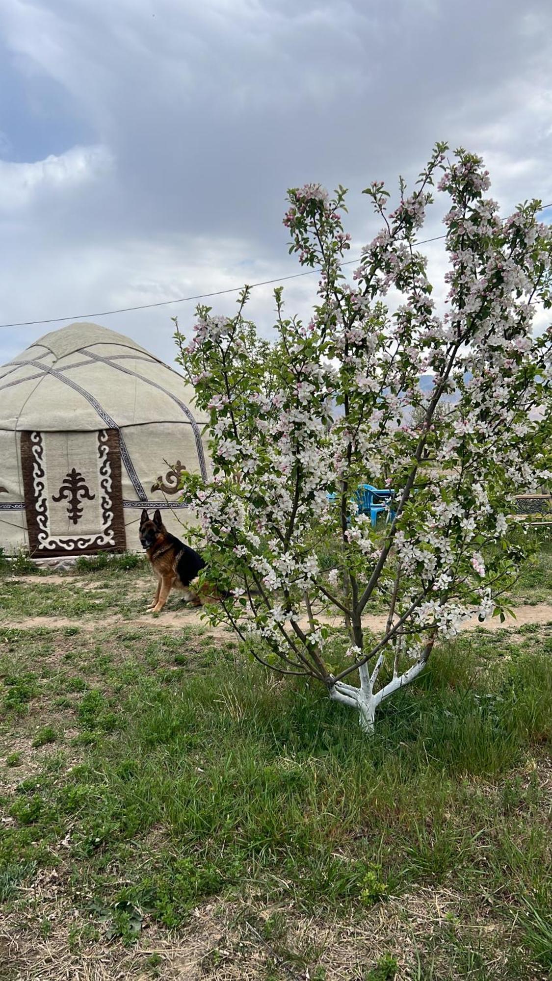 Guest House And Yurt Camp "Aktan" Bokonbayevo Esterno foto